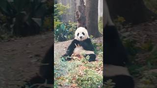 Why Do You Love Pandas? 成都大熊猫太可爱了，英国爸妈眼睛都不够使了