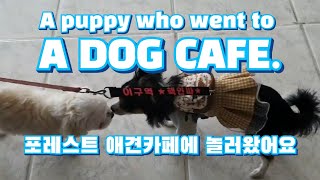 여기 좋은데~~ 애견카페에 놀러간 강아지 🐶 / 논현동 포레스트애견카페