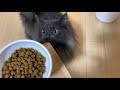 朝ごはんをねだるイケメン猫が可愛すぎるだけの動画