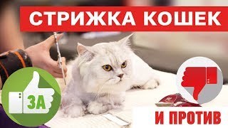 Стрижка кошек - это вредно??? За и против. На что обратить внимание!