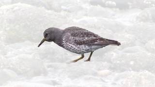 Rock Sandpiper