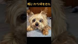 今日は何もしたくない15歳8ヶ月ヨーキー「ミッキー」#ヨーキー #ヨーキー #ヨークシャテリア #愛犬