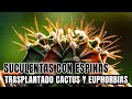 TRASPLANTE ESPINOSO: Cactus y Euphorbias - diferencias, cuidados, reproducción