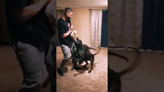 Pitweiler teaching Bully how to bite