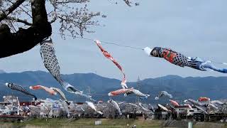 20240405ｋ相川水辺公園の桜まつり：7分