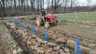 Plowing and preparing pear field with old 39 hp tractor (priprema tla za Viljamovku sa imt 539)