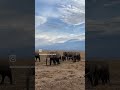 Elephants of Amboseli