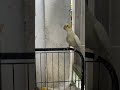 2024 will be finish in 3 months birds shortvideo trending cockatiel parrot viralshorts