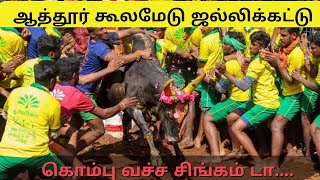 சேலம் கூலமேடு ஜல்லிக்கட்டு - வாடிவாசலில் சீறி பாய்ந்த 600 காளைகள் Koolamedu | Attur | Salem Vlog #40