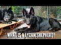 What Is A Lycan Shepherd?