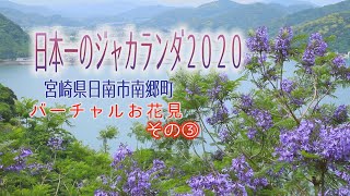 「ジャカランダが好きぃ～♡2020バーチャルお花見③」　日南市役所 好きぃ～部　251