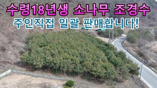 수령 18년생 소나무 조경수 일괄 판매합니다! 주인직접:010-8691-2700