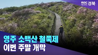 '2024 영주 소백산 철쭉제' 이번 주말 개막 / 안동MBC