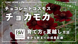 3年間の育成記録　PWチョカモカの育て方・夏越しチャレンジ【PWコラボ企画】