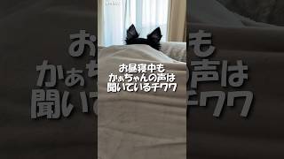 お昼寝中もかぁちゃんの声は聴いているチワワ【うちのわんこ】 #shorts #うちのわんこ #チワワ