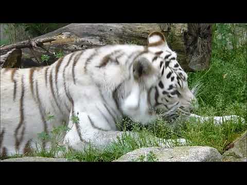 Whitie The White Tiger Eating Grass - YouTube