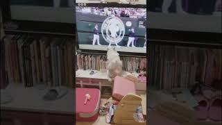 テレビの中のテニスボールを捕まえようとする猫