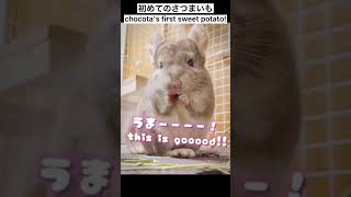 ちょこた、初めてのさつまいも Chocota's first sweet potato #chinchilla #chinchillas #チンチラ