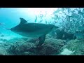 360° ocean encounters