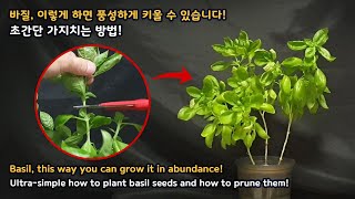 바질, 이렇게 하면 풍성하게 재배할 수 있습니다 Basil, this way you can grow it in abundance