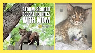 Bobcat Kitten Reunited with Mom After Thunderstorm in Adorable Moment