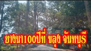 ต้นยางยักษ์100ปีที่ขลุง จันทบุรี