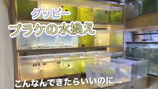 プラケの水換え　グッピー