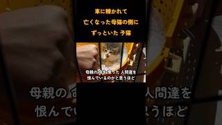 『車に轢かれて 亡くなった母猫の側に ずっといた子猫①【前編】』 #cat #保護猫活動 #地域猫活動 #保護猫 #地域猫 #子猫 #野良猫 #catrescue #rescuecat #shorts