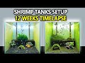 3 Breeding Shrimp Tanks Setup for Caridina (Step by Step 12 Weeks Shrimp Tank Cycle)