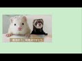 こんなに鳴くフェレットって他にいるのかな？【ferret 935】