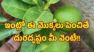 ఇంట్లో ఈ మొక్కలు పెంచితే దురదృష్టం మీ వెంటే/dharma sandehalu/vasthu tips/@LalithaFacts