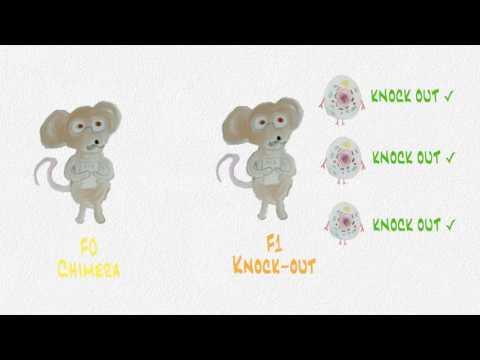 Making Transgenic Knock-Out Animals: A piece of Music Making Transgenic Knock-Out Animals: A piece of Music