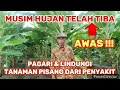 AWAS!!! Musim Hujan Lindungi Tanaman Pisang Dari Serangan Penyakit