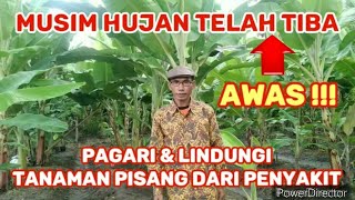 AWAS!!! Musim Hujan Lindungi Tanaman Pisang Dari Serangan Penyakit