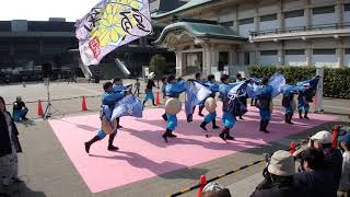 2019年京都さくらよさこい　よさこい踊り屋『菊頭』　ロームシアター