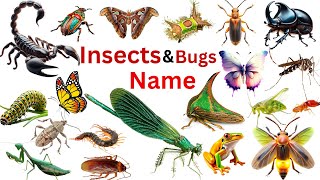 70 +Insects And Bugs Name in English ll Insects Vocabulary #insects #insectsnameinenglish