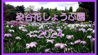 染谷花しょうぶ園 2024