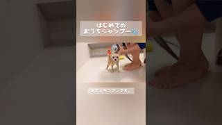 はじめておうちシャンプーをするポメラニアンらてくん【生後2ヶ月】#ポメラニアン #pomeranian #犬 #パピー #puppy #shorts