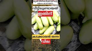 കാശുണ്ടാക്കാം ₹500 Daily അടുക്കള തോട്ടം വരുമാന മാർഗ്ഗം Plants #plants#krishi#viral