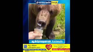 ஆக்ரோஷமான  Animals