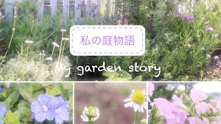 【ガーデニング】梅雨の晴れ間の花達と手入れ/花がら摘み＊切り戻し/ウッドフェンスを付けた裏庭の花壇/カモミールを花摘みしてドライにする/7月の庭