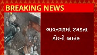 Bhavnagar News : ભાવનગરના કુંભારવાડામાં ઢોરના આતંકથી સ્થાનિકોમાં ફફડાટ