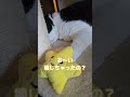 おもちゃ破壊事件発生！！ shorts cat cutecat 猫 火曜サスペンス劇場