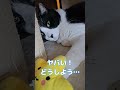 おもちゃ破壊事件発生！！ shorts cat cutecat 猫 火曜サスペンス劇場