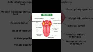 Diagram of Tongue || Structure of Tongue #short #video #educational