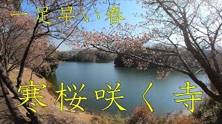 寒桜咲くお寺 福成寺 2021春 最新メジロの舞う桜並木　綾歌町