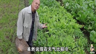 功夫不負有心人吶，光哥今天有收成啊，一大早就要摘菜出去賣了【桂平光哥】