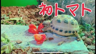 家のリクガメに生まれて初めてのトマトをあげて見た