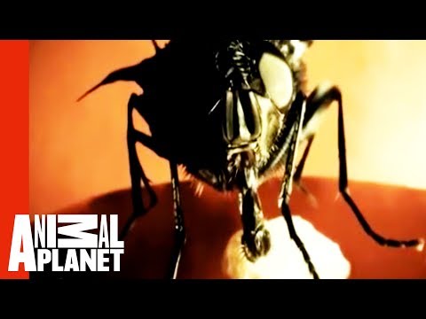 Monsters Inside Me: Botfly Invasion Monsters Inside Me: Botfly Invasion