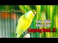 Suara Kenari Gacor Panjang | Cocok Untuk Pancingan Kenari Paud